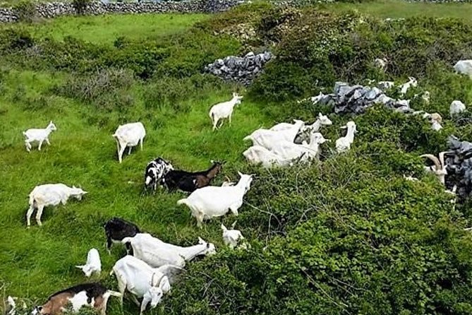 Food, Heritage & Cultural Tour Inishmore, Aran Islands. Guided. - Seal Colony Viewing