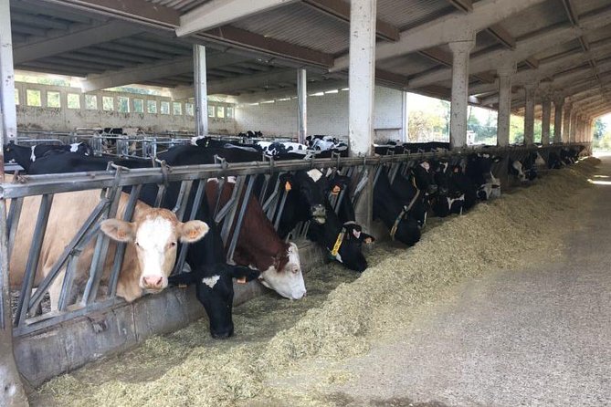 Food Tour: Parmigiano, Balsamic, Red Wine, Lunch,Transport - Wine Museum and Producer