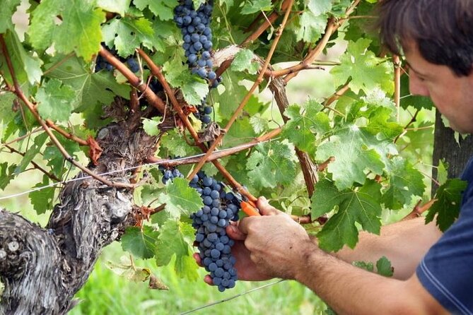 Food & Wine Tour: 11- Course Lunch, Cooking Class, Wine Tasting - Cooking Class for Local Dishes