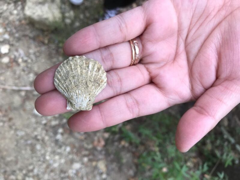 Foraging Fossils & Plants - Discovering Ancient Fossils