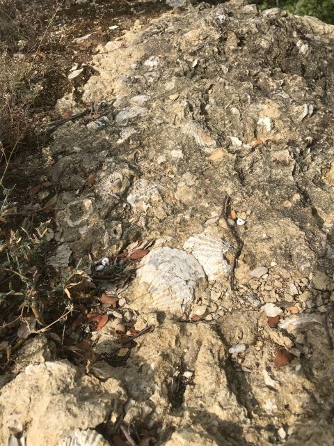 Foraging Fossils & Plants - Identifying Wild Herbs