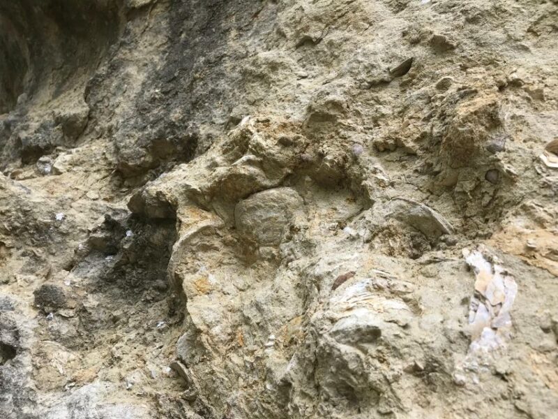 Foraging Fossils & Plants - Provençal Aperitif Experience
