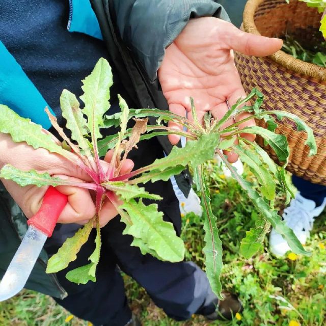 Foraging Tour in the Tuscan Countryside - Tasting Experience