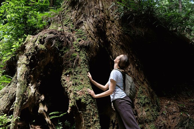 Forest Bathing in Temple and Enjoy Onsen With Healing Power - National Certified Pro Guide Details