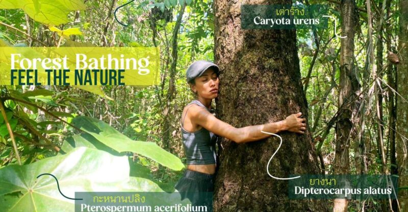 Forest Bathing & Nature Retreat & Aroma Blending Workshop - Key Points
