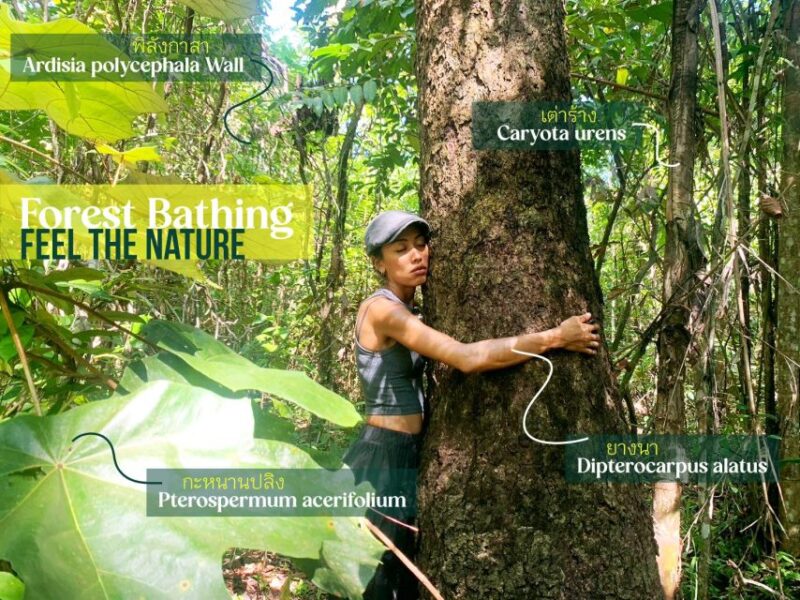 Forest Bathing & Nature Retreat & Aroma Blending Workshop - Highlights and Experiences