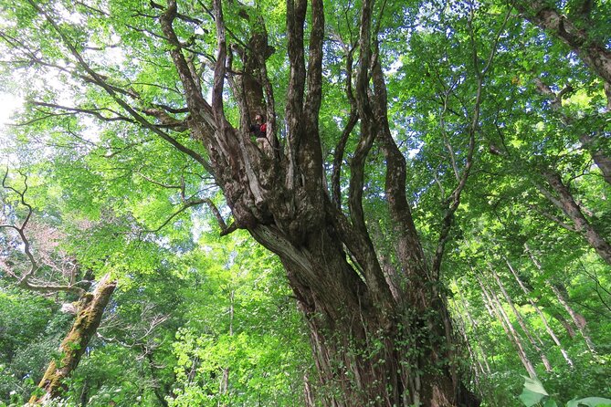 Forest Healing Around the Giant Beech and Katsura Trees - Restrictions and Participants