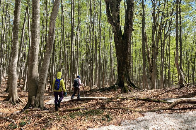 Forest Healing Around the Giant Beech and Katsura Trees - Cancellation Policy