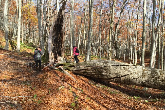 Forest Healing Around the Giant Beech and Katsura Trees - Departure and Return