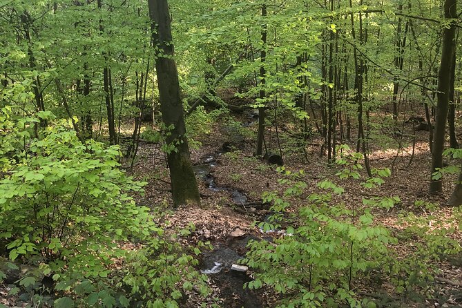 Forest Hike in Heidelberg - Meeting Point and Logistics
