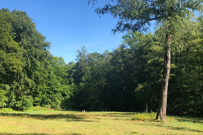 Forest Hike in Heidelberg - Guided Hike Experience