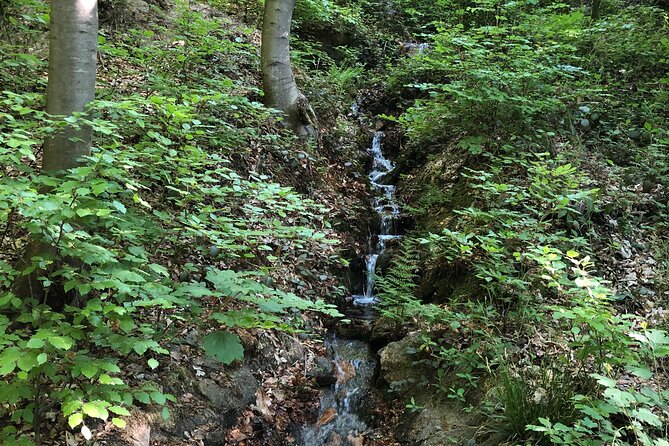 Forest Hike in Heidelberg - Snacks and Refreshments