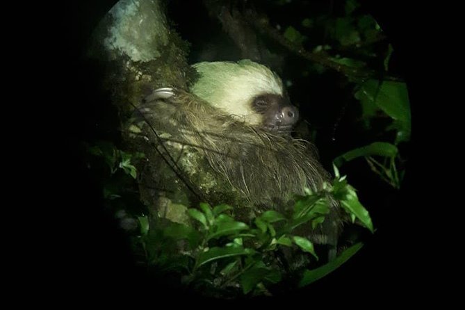Forest Night Tour in Monteverde Refuge / Guide & Entrace Fee. - Inclusions and Logistics