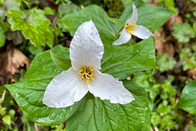Forest Park Hiking Tour to Pittock Mansion - Booking Information