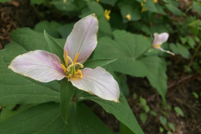 Forest Park Urban Hiking Tour, Portland - Cancellation Policy