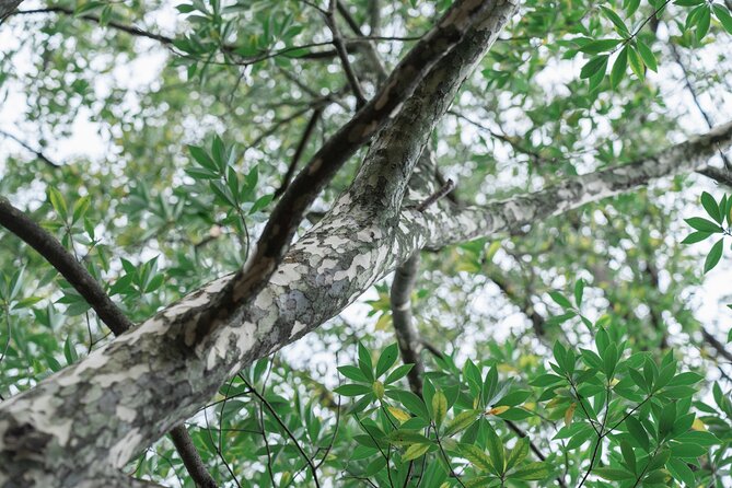 Forest Therapy in Sasaguri Town - What to Expect