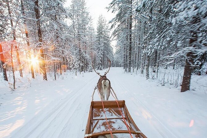 Forest Trail Reindeer Safari - Seasonal Departure Time Variations