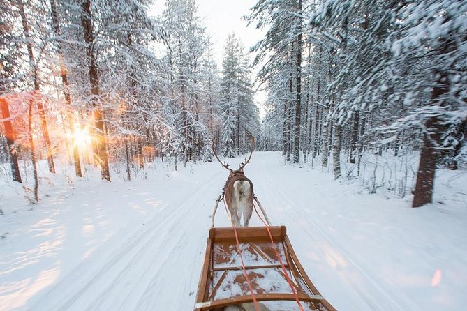 Forest Trail Reindeer Safari - Customer Feedback and Suggestions