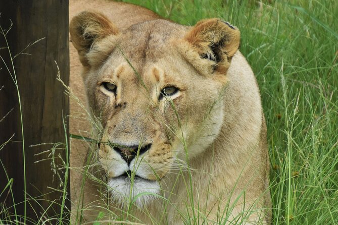 Forest Walk With Picnic and Wildife Tour - Discovering Rare Wildlife