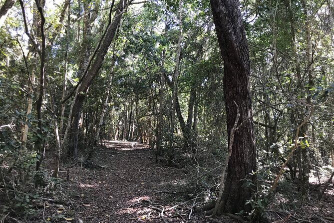 Forest Walk With Picnic and Wildife Tour - Engaging Cultural Experiences