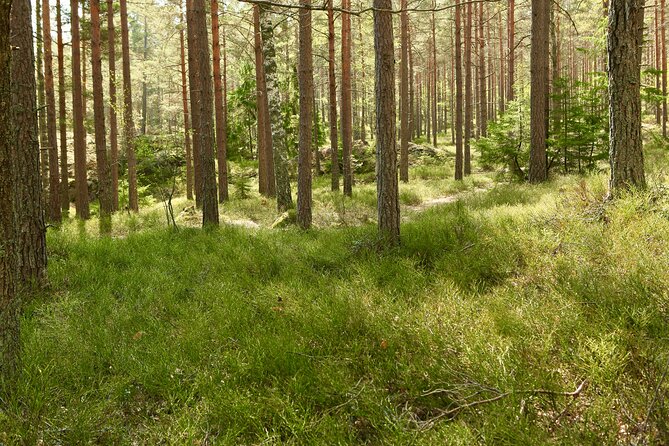 Forestbathing and Natural Spring Water - in Stockholm Nature - Health Restrictions and Participation