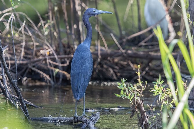 Fort Lauderdale Bonnet House Ground and Guided Paddle Board Kayak - Preparation Tips