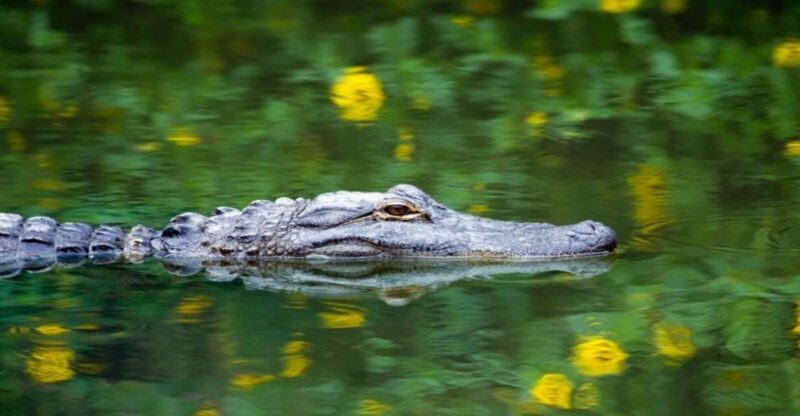 Fort Lauderdale: Everglades Express Tour With Airboat Ride - Transportation Details