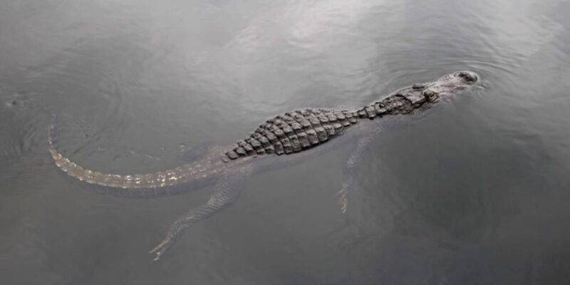 Fort Lauderdale: Everglades Express Tour With Airboat Ride - Experience Highlights