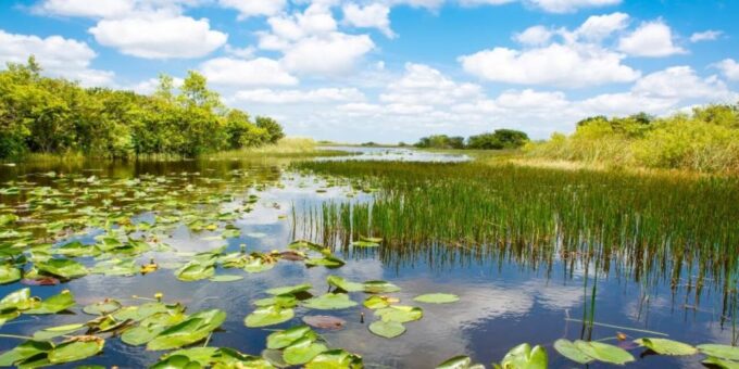 Fort Lauderdale: Everglades Express Tour With Airboat Ride - Reptile Sanctuary