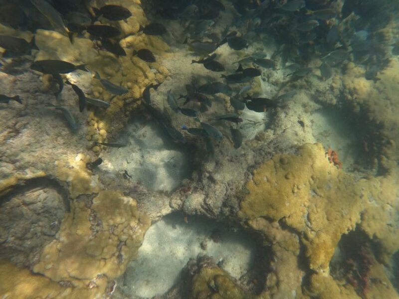 Fort Lauderdale: Guided Snorkeling Reef Tour and Lesson - Experience Highlights