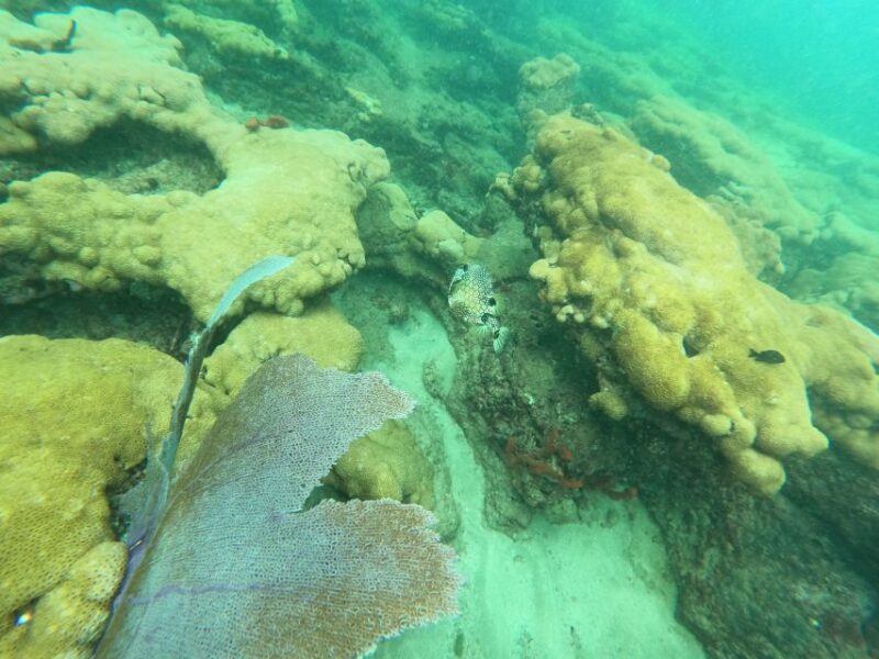 Fort Lauderdale: Guided Snorkeling Reef Tour and Lesson - Snorkeling Techniques