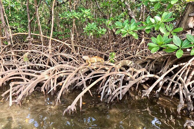 Fort Lauderdale: Kayak and Paddleboard Mangroves Eco Adventure - Setting the Scene: What to Expect on Your Eco Adventure