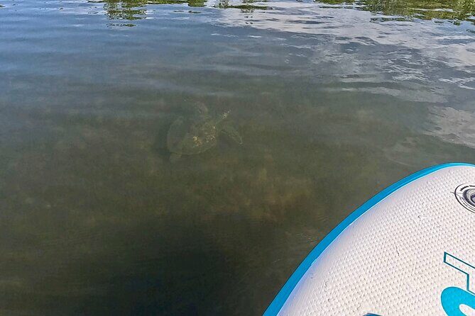 Fort Lauderdale: Kayak and Paddleboard Mangroves Eco Adventure - Practical Tips for Your Tour