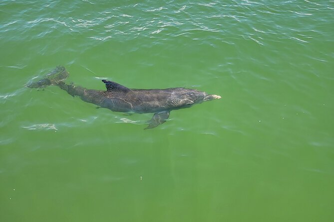 Fort Myers Beach Sunset Excursion - Exceptional Value and Family Fun