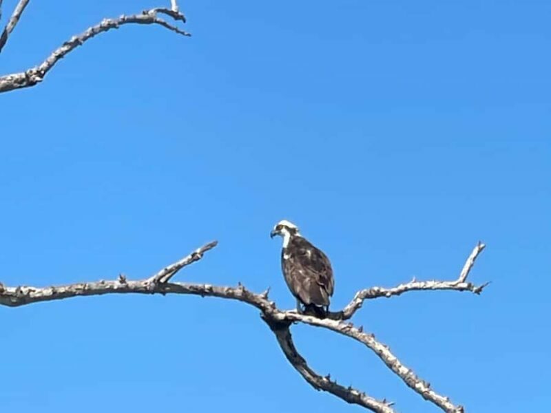 Fort Pierce: 2-Hour Prehistoric Preserve Kayak Tour - Exploring the Prehistoric Preserve by Kayak