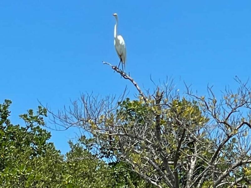 Fort Pierce: 2-Hour Prehistoric Preserve Kayak Tour - The Experience from the Reviews