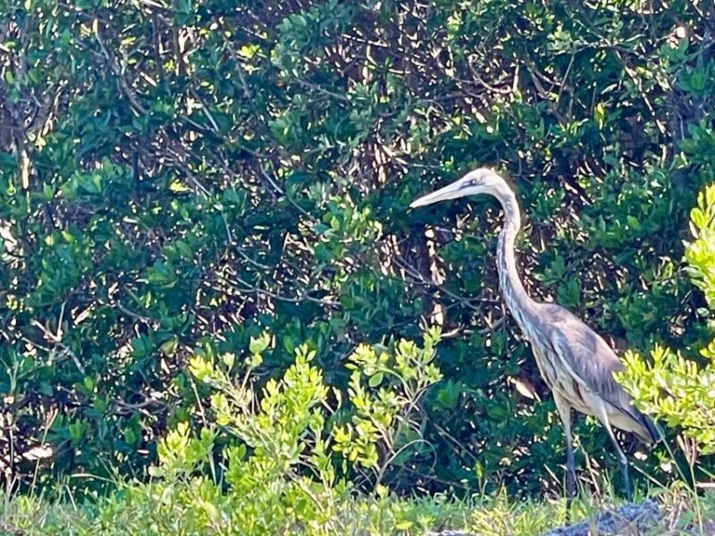 Fort Pierce: 4-hr Mangroves & Dolphin Watch Sandbar in FL - Group Size and Accessibility