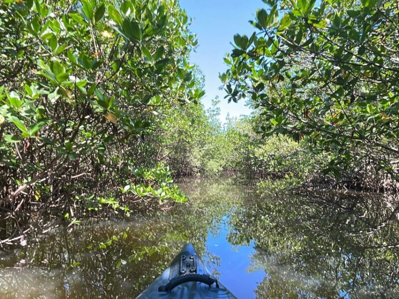 Fort Pierce: 4-hr Mangroves & Dolphin Watch Sandbar in FL - Highlights of the Experience