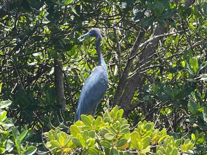 Fort Pierce: 6-hr Mangroves, Coastal Rivers & Wildlife in FL - Cancellation Policy