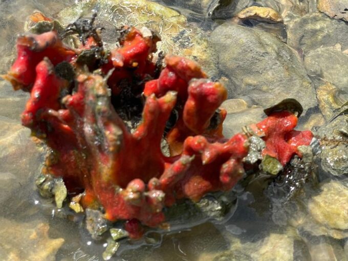 Fort Pierce: 6-hr Mangroves, Coastal Rivers & Wildlife in FL - Accessibility Information