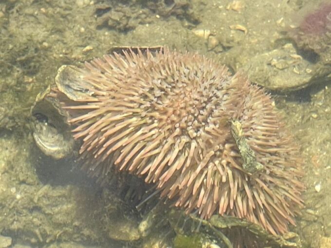 Fort Pierce: 6-hr Mangroves, Coastal Rivers & Wildlife in FL - Reservation Options