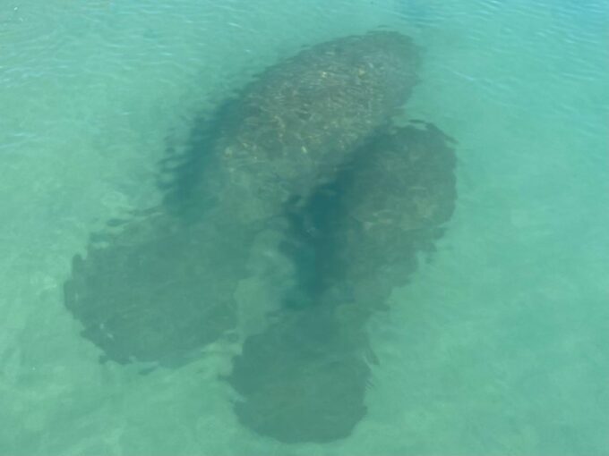 Fort Pierce: 8-Hr Jungle and Lagoon Passage to Ocean in FL - Pricing and Cancellation