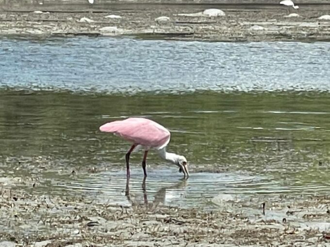 Fort Pierce: 8-Hr Jungle and Lagoon Passage to Ocean in FL - What to Bring and Prohibited Items