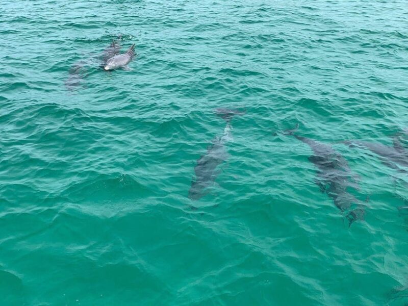 Fort Walton: Dolphin Discovery and Snorkeling Cruise - Full Description