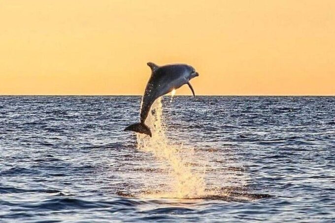 Fort Walton: Dolphin Discovery and Snorkeling Cruise - Frequently Asked Questions