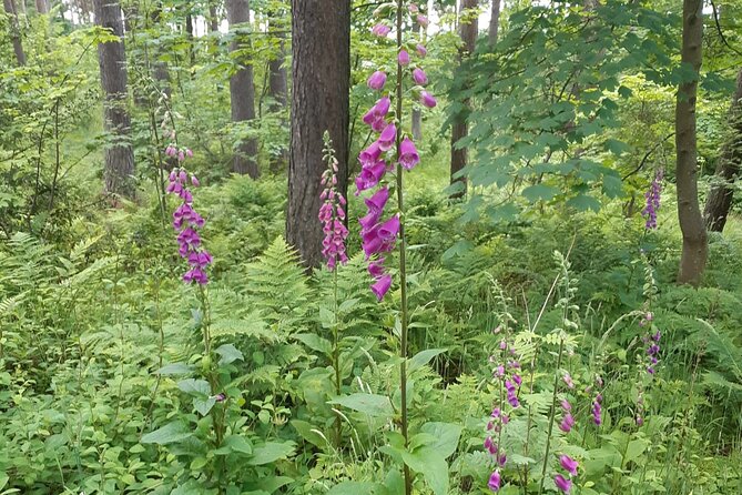 Fort William and Glencoe - Traversing Glencoes Landscapes