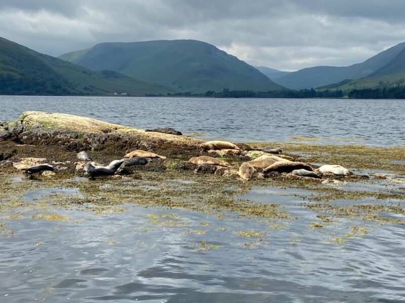 Fort William: Seal Spotting Loch Linnhe Cruise - Important Information