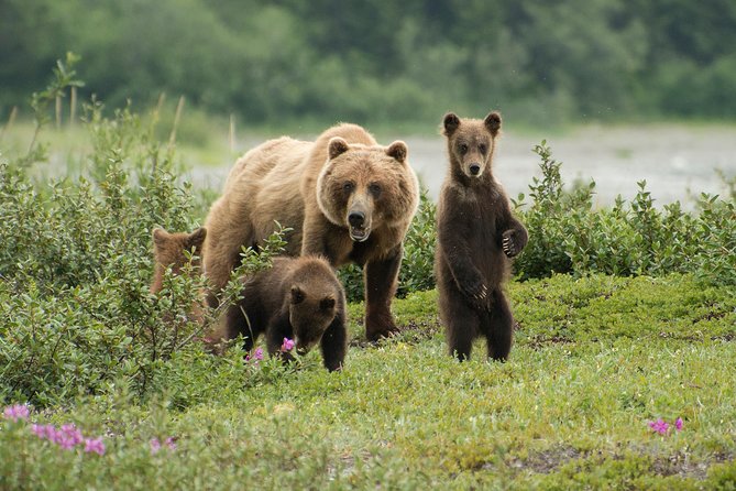 Fortress of the Bears Pack Creek - Key Points