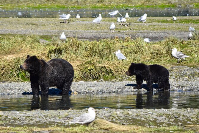 Fortress of the Bears Pack Creek - Inclusions and Booking Considerations