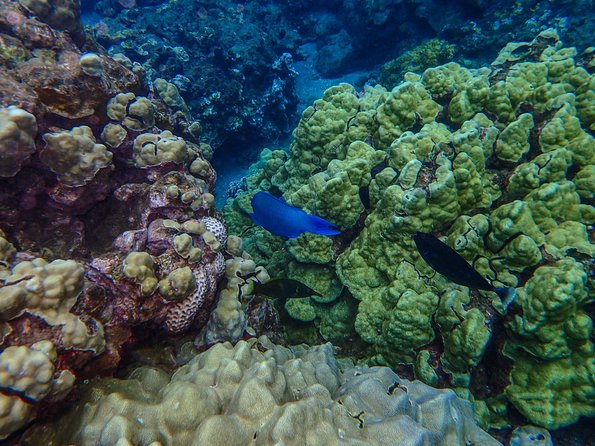 Four Winds II Molokini Snorkeling Tour From Maalaea Harbor - Gear and Equipment